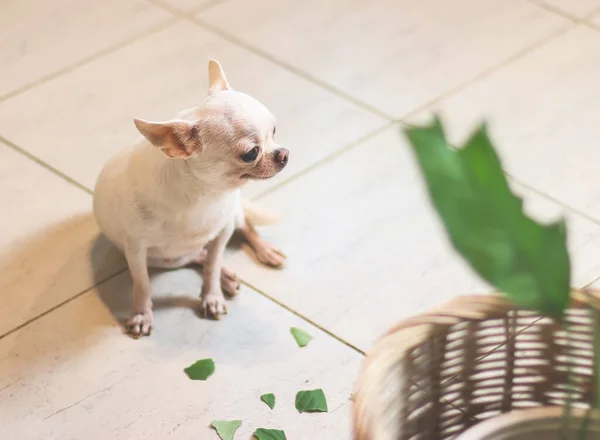 Bad chihuahua dog feel guilty sitting  on the floor with leaves of houseplant.Selective focus.