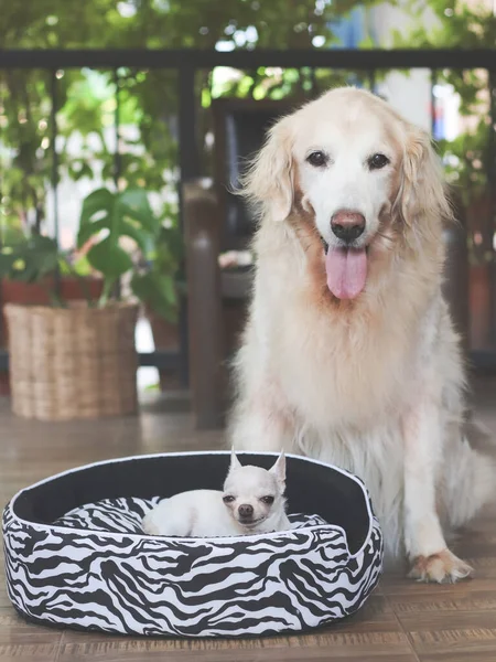 Portrait of big golden retriever dog sitting by small chihuahua dog lying in dog bed smiling and looking at camera.Two dogs in balcony with house plants.