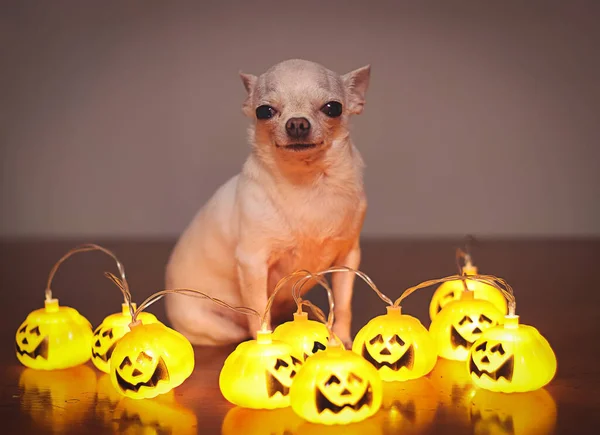 Portrait of white short hair chihuahua dog sitting among halloween pumpkin string lights glowing. Pet and Halloween concept.