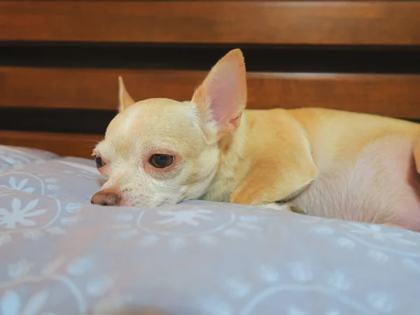 Portrait Chihuahua Cheveux Courts Marron Triste Couché Lit — Photo