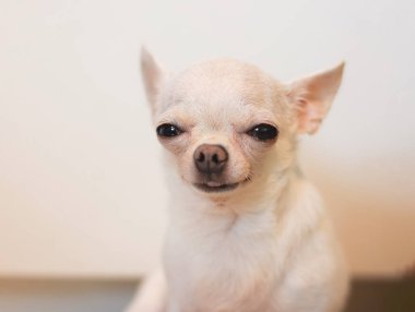 Beyaz, kısa saçlı, gülümseyen ve beyaz arka plandaki kameraya bakan bir Chihuahua köpeği..
