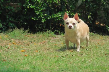 Bahçedeki yeşil çimlerin üzerinde durup kameraya bakan kahverengi chihuahua köpeği portresi.