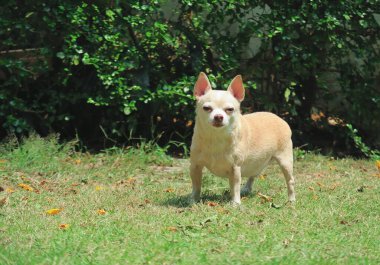 Bahçedeki yeşil çimlerin üzerinde duran, kameraya bakan uykulu kahverengi chihuahua köpeği portresi.