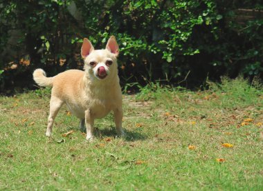 Bahçedeki yeşil çimlerin üzerinde durup kameraya bakan kahverengi chihuahua köpeği portresi. Dudaklarını yalıyor..           