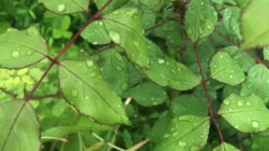 Beyaz bir kedi yağmurdan sonra çitin üzerinde yürür ve kırmızı kirazlarla ağaç dallarının arkasına saklanır..