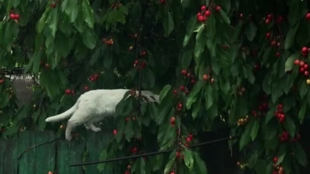 Biały Kot Chodzi Ogrodzeniu Deszczu Chowa Się Gałęziami Drzew Czerwonymi — Wideo stockowe