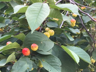 arkaplan dokusu ağaçtaki yapraklarla olgunlaşmamış kirazlar.