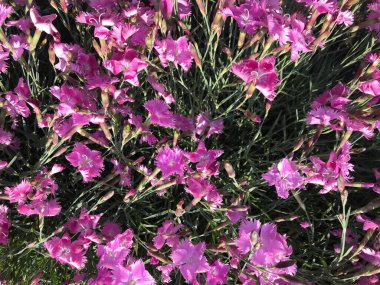 Evin yanındaki çiçekli çiçek tarhının arka plan görüntüsü.