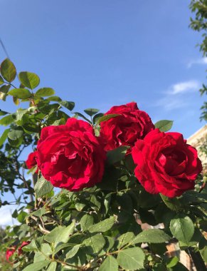 Parlak kırmızı güller mavi gökyüzüne karşı özel bir evin çitlerinin yanında filizleniyor..
