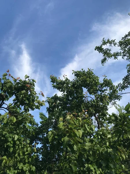 Υφή Του Δέντρου Κλαδιά Ουρανό Σύννεφα — Φωτογραφία Αρχείου