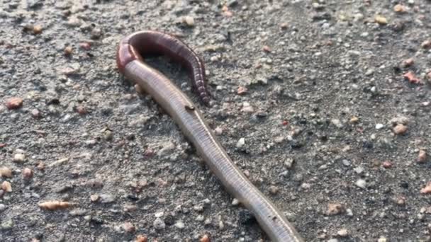 la voiture vole dans une énorme flaque d'eau à grande vitesse, éclaboussures volent sur plusieurs mètres 