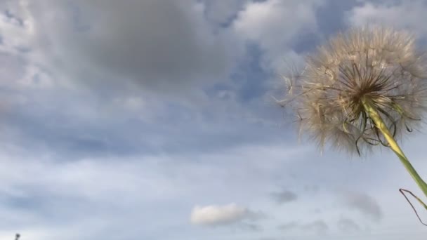 Araba Yüksek Hızda Büyük Bir Birikintisinin Içine Uçar Birkaç Metre — Stok video