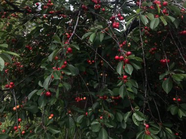 Caddedeki ağaçta kırmızı kirazlarla.