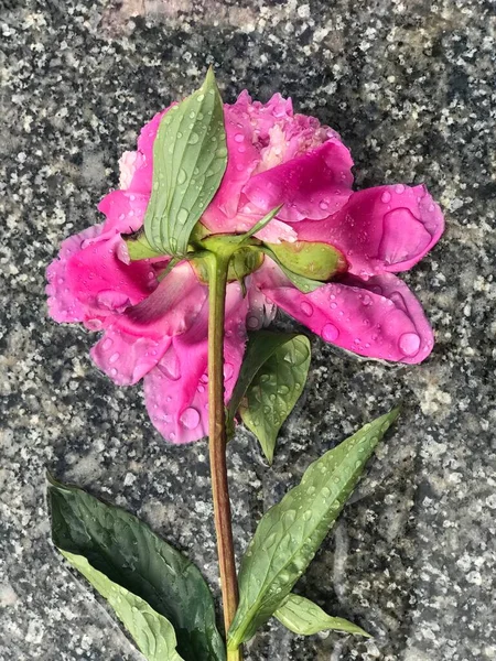 Peona Çiçeği Yağmurda Islanmış Mermer Bir Levhanın Arka Planında — Stok fotoğraf