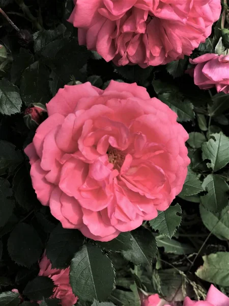 Hintergrund Textur Knospen Farben Nahaufnahme Der Rosa Farbe Auf Einem — Stockfoto