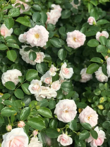 Bakgrund Blommor Buske Med Rosor Gatan Rosa — Stockfoto