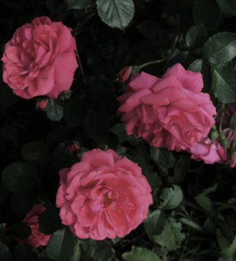 arka plan çiçekleri çalılıklarda güller üç pembe tomurcuk ve gölgeler.