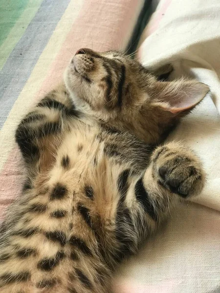 Gattino con macchie nere come un leopardo dorme sulla schiena — Foto Stock