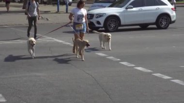 Kız yeşil ışıkta karşıdan karşıya geçiyor ve üç güzel yetişkin köpeğiyle yol gösteriyor.