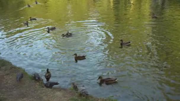 Viele Enten- und Taubenvögel schwimmen in Ufernähe auf einem Teich im Stadtpark — Stockvideo