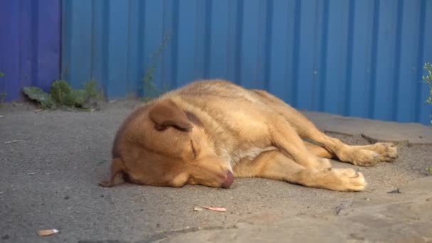 Червоноволоса вулична собака спить біля магазину — стокове відео