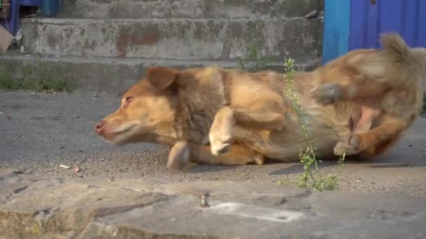 通りの犬が突然目を覚ますと逃げる — ストック動画