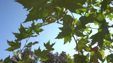 Arkaplanda yeşil akçaağaç yaprakları açık mavi gökyüzünün arka planında parlak gündüz güneşinin eontronyum ışığında.
