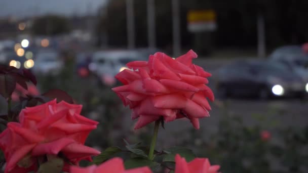 Jasne piękne pąki róże zbliżyć na ulicach w pobliżu drogi z gęstych samochodów w godzinach szczytu w godzinach wieczornych w mieście — Wideo stockowe