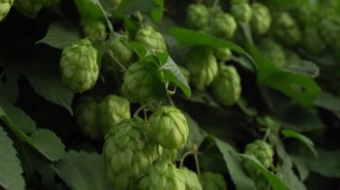 Evin çitinin yakınındaki yeşil yabani zıpzıp çalılarının arka plan dokusu