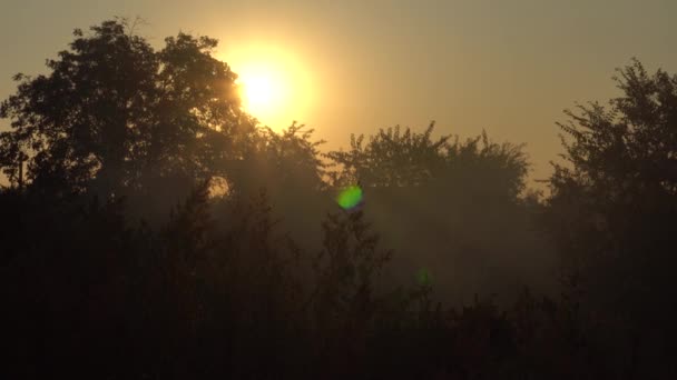 Oranje zonsopgang tegen de achtergrond van bomen — Stockvideo
