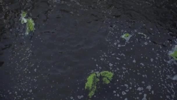 Latar belakang busa lumut air tekstur — Stok Video