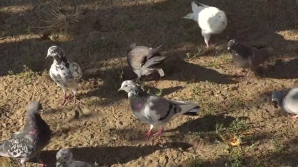 Kentsel tozlu topraklarda tahıl yiyen güvercin kuşlarının arka plan dokusu — Stok video
