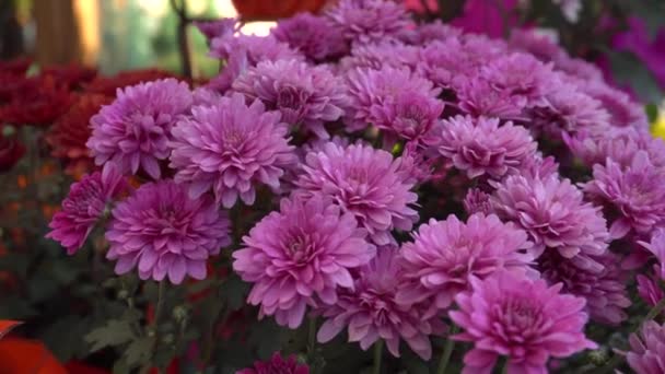 Beau bouquet de fleurs sur la vitrine close-up — Video