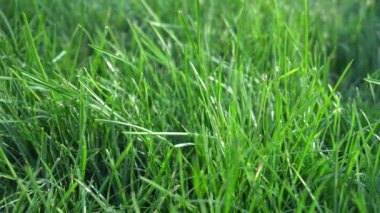 arkaplan dokusu yeşil çimen parkı