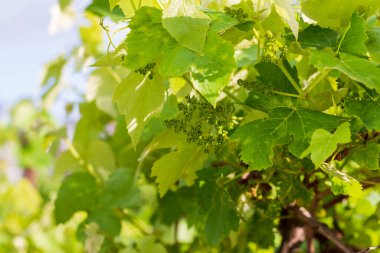 Güneşli bir günde Bahar Üzüm Asmaları