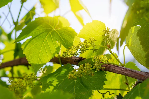 Spring Grape Vines on a sunny day — Stock Photo, Image