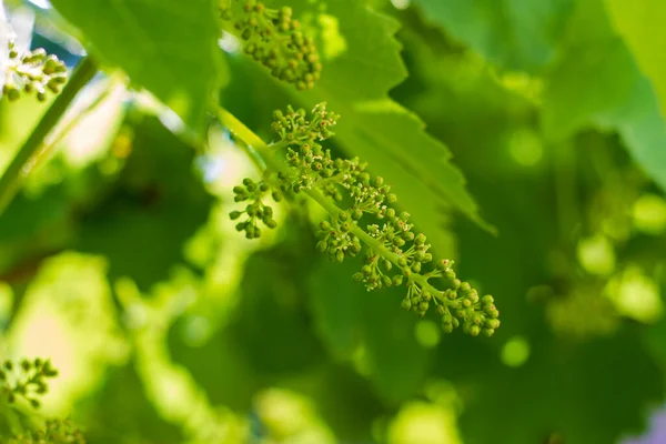 Vitigni primaverili in una giornata di sole — Foto Stock