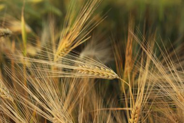 Güzel renklerde buğday tarlası yakın plan..