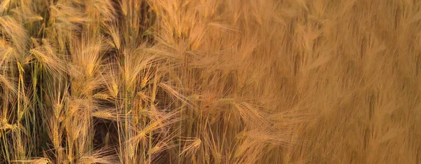 Wheat Field Beautiful Colors Close — Stock Photo, Image