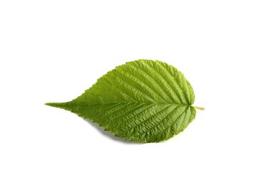 Beyaz bir böğürtlen yaprağı.