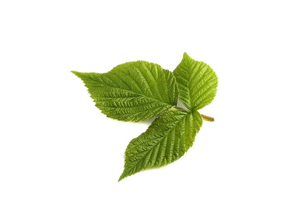 Hoja Frambuesa Aislada Blanco — Foto de Stock