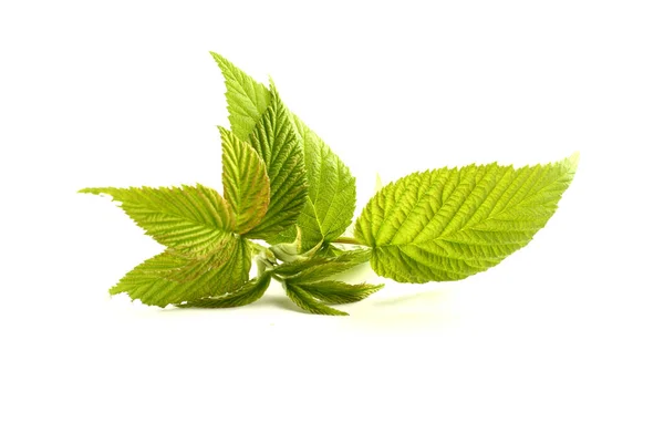 Leaf Raspberry Isolated White — Stock Photo, Image