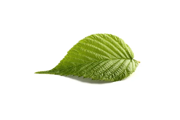 Leaf Raspberry Isolated White — Stock Photo, Image