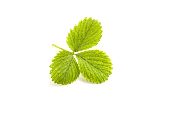 Folhas Verdes Morango Com Flor Isolada Fundo Branco — Fotografia de Stock