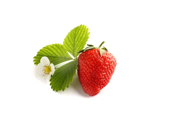 Fraises Isolées Sur Fond Blanc — Photo