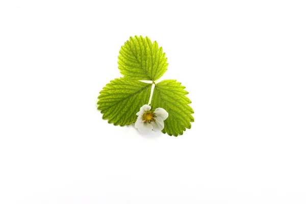 Folhas Verdes Morango Com Flor Isolada Fundo Branco — Fotografia de Stock