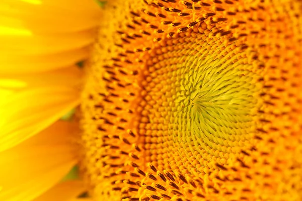 Sunflower Close Field Sunny Day — Stock Photo, Image