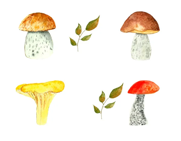 Autumn set mushrooms and autumn leaves in watercolor — Stock Photo, Image