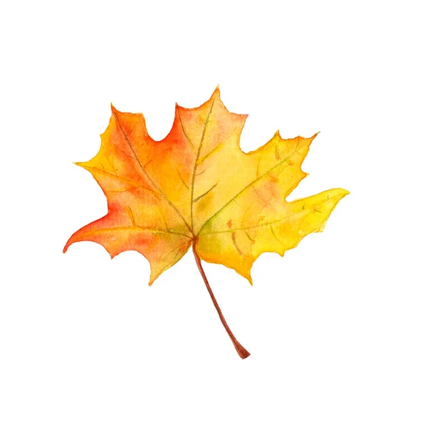 Акварель желто-оранжевый красный кленовый лист, осень, листопад — стоковое фото