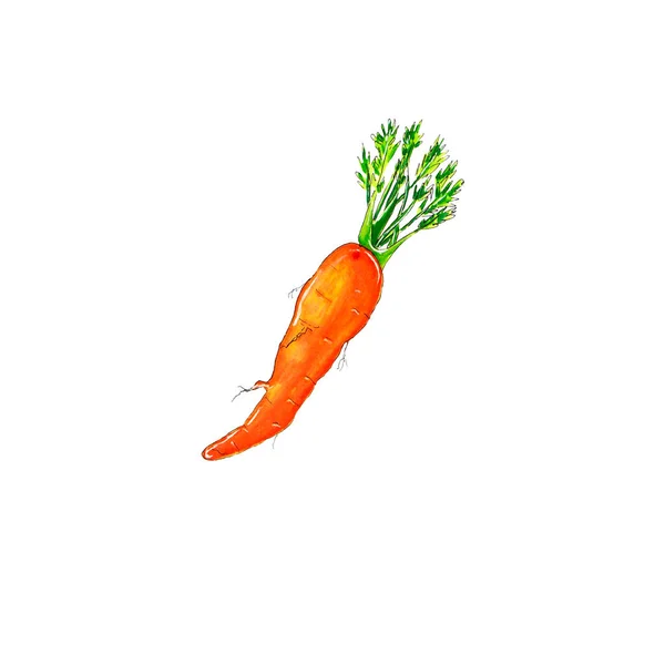 Стиглі апельсинові морквини на білому тлі ізольовані свіжі культури, вегетаріанська їжа . — стокове фото